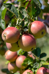 Fresh apple tree in garden, Isparta / Turkey