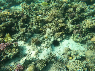 Reef with lots of colorful corals and lots of fish in clear blue water in the Red Sea near Hurgharda, Egypt