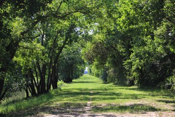 tree tunnel