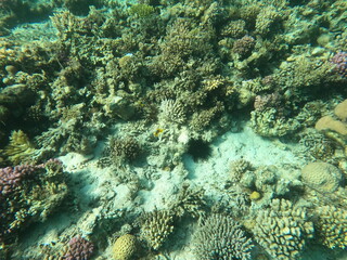 Reef with lots of colorful corals and lots of fish in clear blue water in the Red Sea near Hurgharda, Egypt