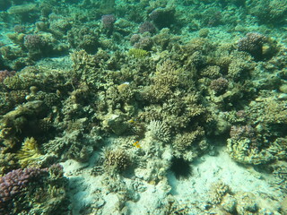 Reef with lots of colorful corals and lots of fish in clear blue water in the Red Sea near Hurgharda, Egypt