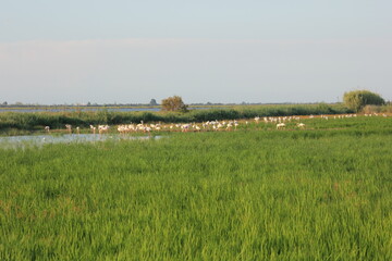 flamencos volando y en un humedal del delta del ebro
