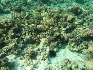 Fototapeta premium Reef with lots of colorful corals and lots of fish in clear blue water in the Red Sea near Hurgharda, Egypt