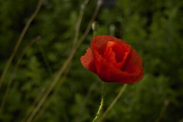 Wonderful red mountain flower on Carpathian shining summer filling