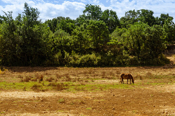 Caballos árabes blancos de pura sangre en establecimiento rural