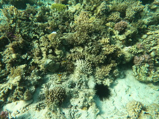Reef with lots of colorful corals and lots of fish in clear blue water in the Red Sea near Hurgharda, Egypt