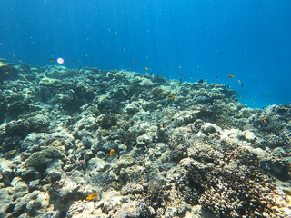Fototapeta premium Reef with lots of colorful corals and lots of fish in clear blue water in the Red Sea near Hurgharda, Egypt