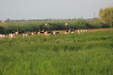 flamencos volando y en un humedal del delta del ebro