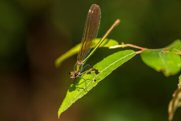 Caballito del diablo. 