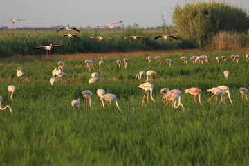 flamencos volando y en un humedal del delta del ebro