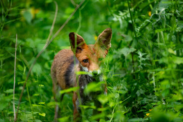 Rotfuchs (Vulpes vulpes) in hoher Vegetation, Deutschland, Europa