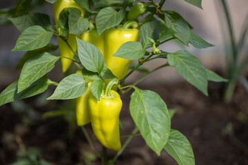 The pepper bush is strewn with yellow fruits. Cultivation of crops in a greenhouse.