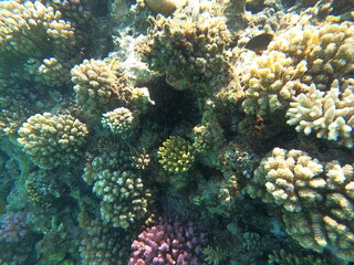 Plakat Reef with lots of colorful corals and lots of fish in clear blue water in the Red Sea near Hurgharda, Egypt