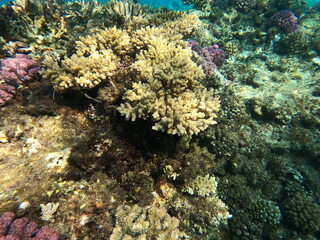 Reef with lots of colorful corals and lots of fish in clear blue water in the Red Sea near Hurgharda, Egypt