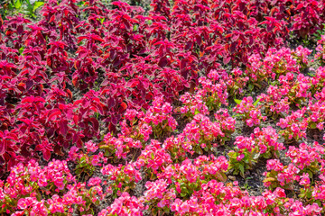 Crimson and pink bright flowers bloom on a sunny summer day