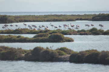 flamencos volando y en humedal del delta del Ebro