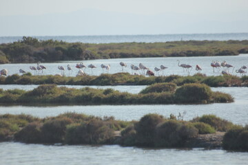 flamencos volando y en humedal del delta del Ebro
