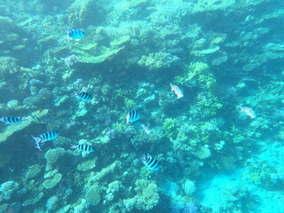 Reef with lots of colorful corals and lots of fish in clear blue water in the Red Sea near Hurgharda, Egypt