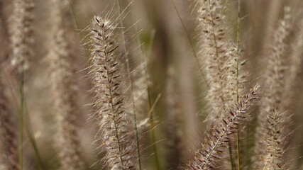 Mission Grass or desho grass flower, abstract background concept.