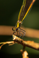 Caballito del diablo. 