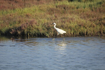 garza real y blanca en humedal del delta del ebro