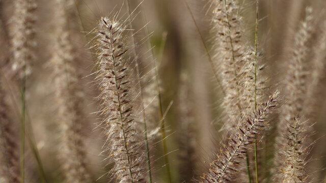 Mission Grass or desho grass flower, abstract background concept.