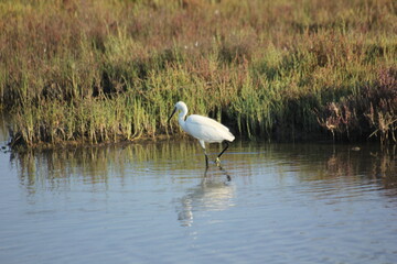 Fototapeta premium garza real y blanca en humedal del delta del ebro