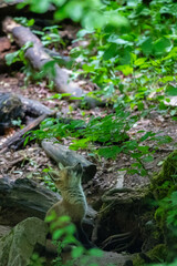 Rotfuchswelpe (Vulpes vulpes) am Bau, Deutschland, Europa