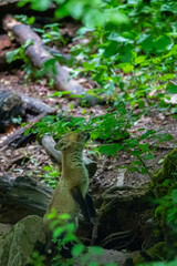 Rotfuchswelpe (Vulpes vulpes) am Bau, Deutschland, Europa