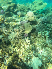Fototapeta na wymiar Reef with lots of colorful corals and lots of fish in clear blue water in the Red Sea near Hurgharda, Egypt