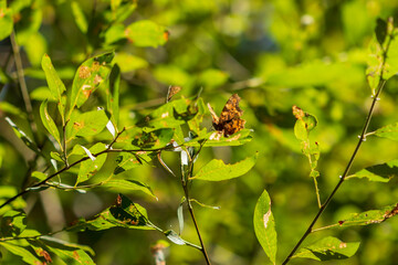 Mariposa de los Muros. Pararge aegeria. 