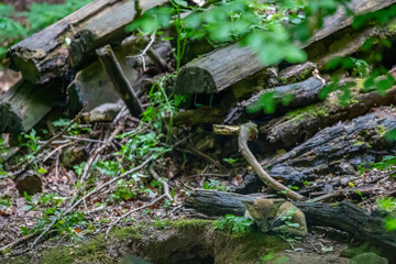 Rotfuchswelpe (Vulpes vulpes) am Bau, Deutschland, Europa