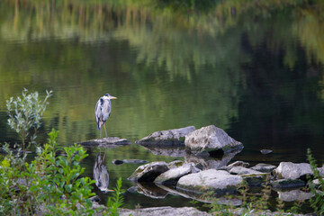 Ein Graureiher (Ardea cinera) spiegelt sich im Gewässer, Deutschland, Europa