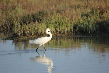 garza real y blanca en humedal del delta del ebro