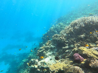 Fototapeta na wymiar Reef with lots of colorful corals and lots of fish in clear blue water in the Red Sea near Hurgharda, Egypt