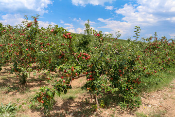 Fototapeta na wymiar Fresh apple tree in garden, Isparta / Turkey
