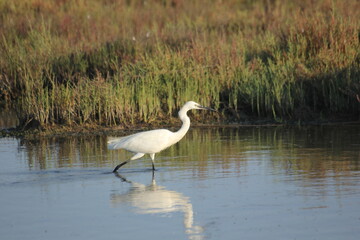 garza real y blanca en humedal del delta del ebro