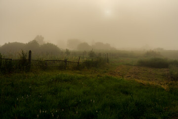 morning in the forest