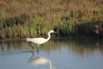 garza real y blanca en humedal del delta del ebro