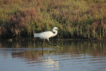 garza real y blanca en humedal del delta del ebro