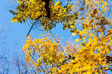 Dry yellow leaves on a branch against the blue sky background in autumn fall on a sunny day.
