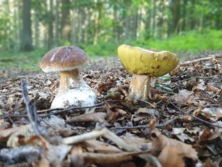Fototapeta premium mushrooms in the forest