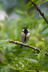 Kohlmeise (Parus major)
