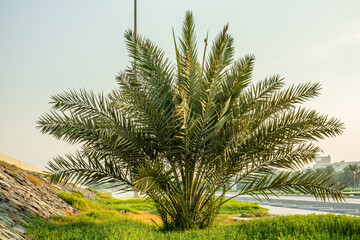 Obraz na płótnie Canvas Abu Dhabi parks and garden to open after pandemic of coronavirus.