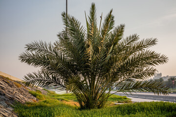 Fototapeta na wymiar Abu Dhabi parks and garden to open after pandemic of coronavirus.
