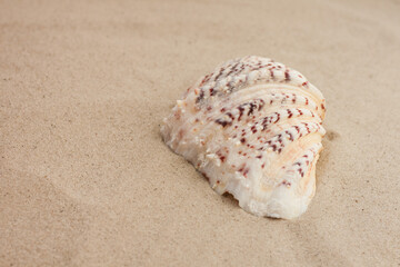 Seashells on the sand, summer beach background travel concept with copy space for text.