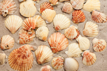 Seashells on the sand, summer beach tropical background travel concept with copy space for text