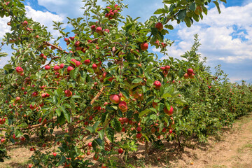 Fototapeta na wymiar Fresh apple tree in garden, Isparta / Turkey