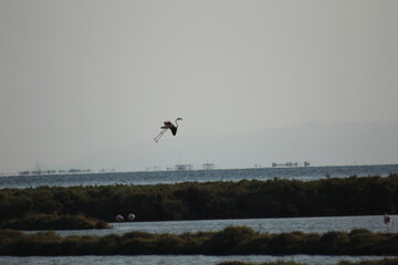 flamencos volando y en humedal del delta del Ebro
