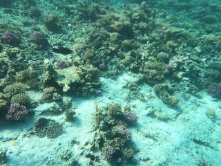 Reef with lots of colorful corals and lots of fish in clear blue water in the Red Sea near Hurgharda, Egypt